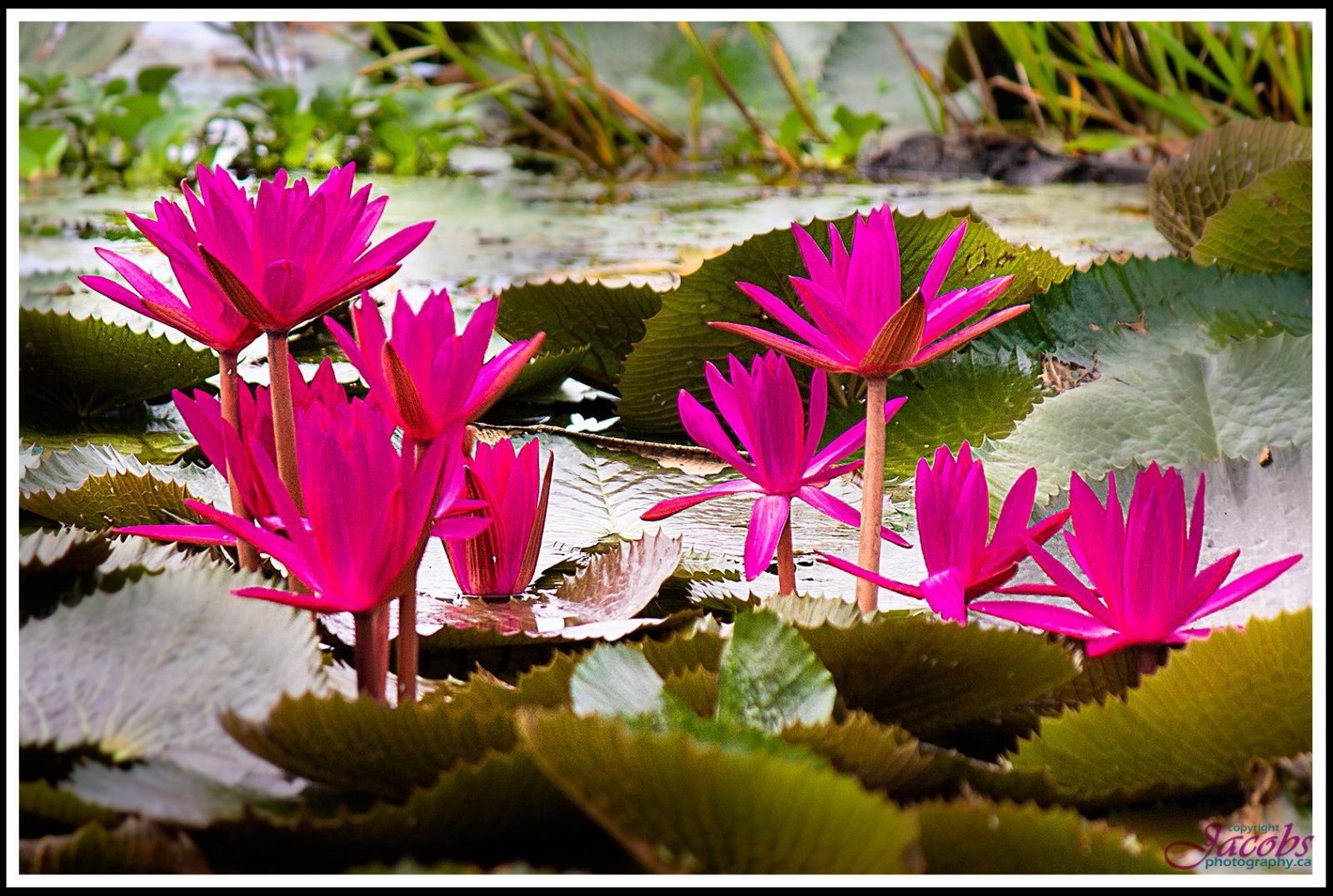 Kumarakom Where Pink Water Lilies Bloom